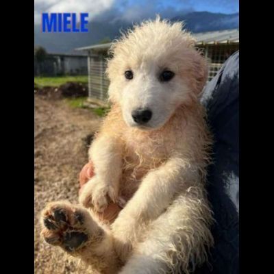 CUCCIOLI IN ADOZIONE UN MIRACOLO DI SALVEZZA - Foto 5