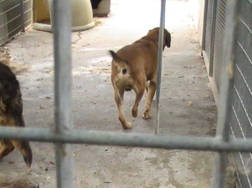 TRISTANO, mix labrador speciale - Foto 5