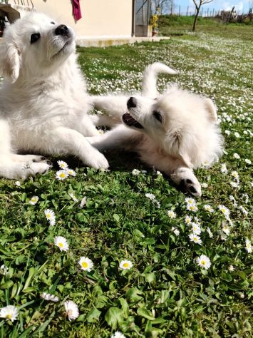 Punch: cucciolo ipovedente taglia grande - Foto 7