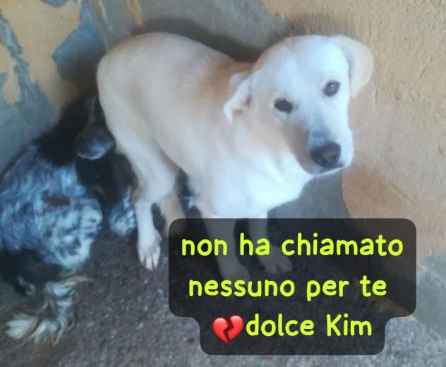 TU SEI ANCORA IN CANILE SCRICCIOLO… - Foto 3