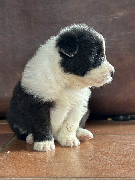 Border collie cuccioli di alta genealogia - Foto 4