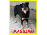 MASSIMO,SIMIL ROTTWEILER CIECO E DOLCE CERCA CASA
