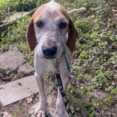 Newton il segugio con le lentiggini, adora le carezze, cane in adozione - Foto 5