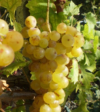 MOSCATO e un po' di bosco