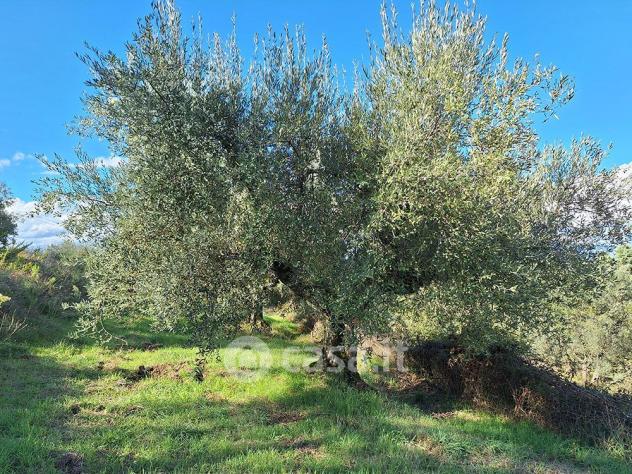 Magione vendesi terreno agricolo 16500 Mq - Foto 2