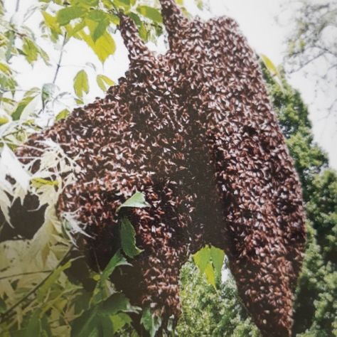 miele millefiori naturale del 2026 - Foto 2