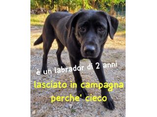 ARON LABRADOR RETRIEVER 2 ANNI
