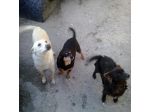 4 dolcissimi cagnolini di taglia piccola