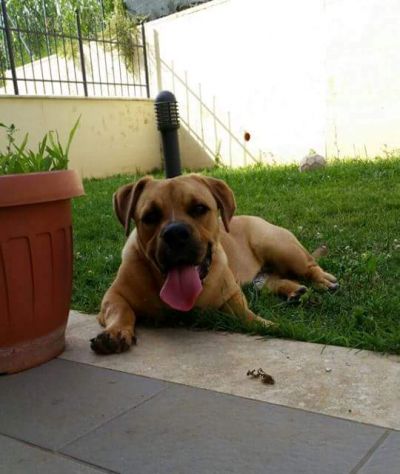 CLICK, giocherellone mix bulldog - Foto 2