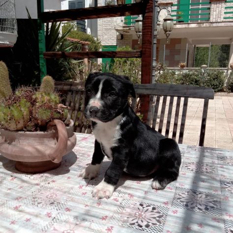 Cuccioli Amstaff Bari Lecce Taranto Brindisi Foggia Puglia con pedigree