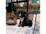 Cuccioli Amstaff Bari Lecce Taranto Brindisi Foggia Puglia con pedigree