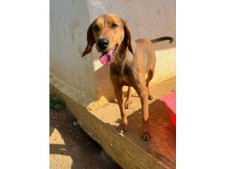 URGENTE!  ROMERO 2 ANNI . NESSUNA CHIAMATA PER LUI! DA SEMPRE IN CANILE!