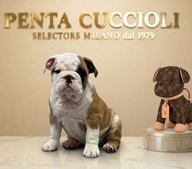 BULLDOG INGLESE CUCCIOLI - pagamento agevolato