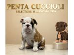 BULLDOG INGLESE CUCCIOLI - pagamento agevolato