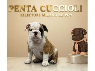 BULLDOG INGLESE CUCCIOLI - pagamento agevolato