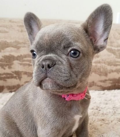 Bouledogue francese - french bulldog pagamento personalizzato - Foto 2