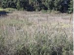 Area verde in vendita a Novafeltria