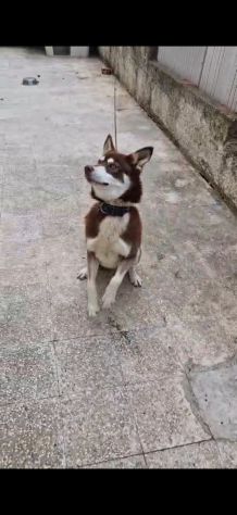 Siberian Husky 15mesi marrone splendido, viveva a catena CALABRIA URGENTE - Foto 8