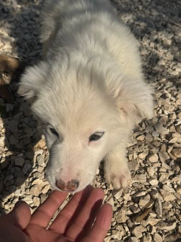CUCCIOLE MAREMMANO 4 MESI SONO IN CANILE - Foto 5
