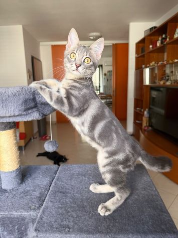 PRINCIPE - gattino di 3 mesi - Foto 6