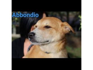 RODRIGO E ABBONDIO CUCCIOLI IN ADOZIONE