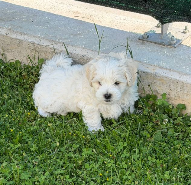 Cuccioli Maltese - Foto 4