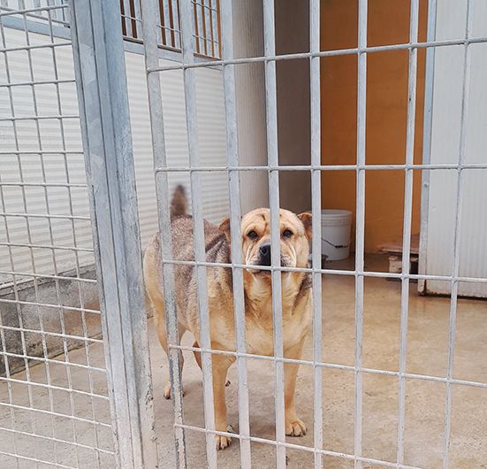 Margot, stupenda mix shar pei in adozione - Foto 8