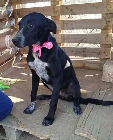 LILIA cagnolina in adozione un mondo da scoprire ma è in un box - Foto 9