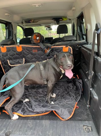 Pitbull femmina 5/6anni SUPER BUONA!! Sola in box 24.MANTOVA - Foto 2