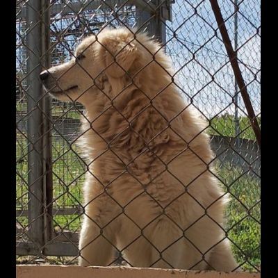 RUNNER cerca casa CANE IN ADOZIONE - Foto 8