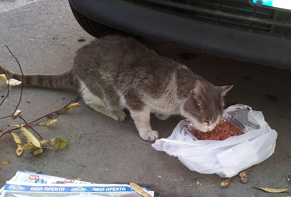 NORA, gattina splendida in cerca di casa - Foto 2