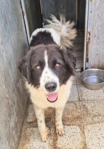 MARGOT,MERITA UNA MERAVIGLIOSA ADOZIONE! - Foto 5