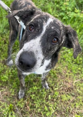 ELSA DOLCE E BUONA CUCCIOLA IN ADOZIONE - Foto 3