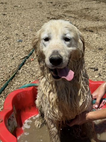 MARLON, magnifico mix GOLDEN RETRIEVER! - Foto 5
