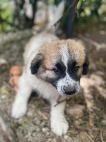 Lillino cucciolo - Foto 2