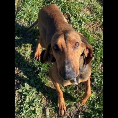 ZARA LA DOLCEZZA INFINITA, CAGNOLINA IN ADOZIONE - Foto 5