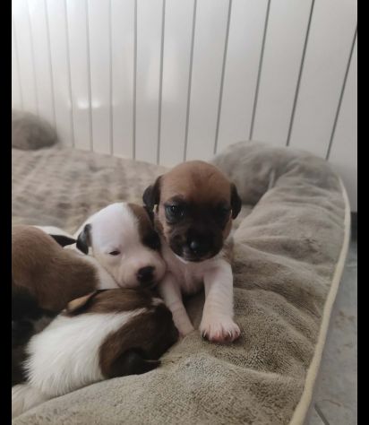 Animali - Foto 4