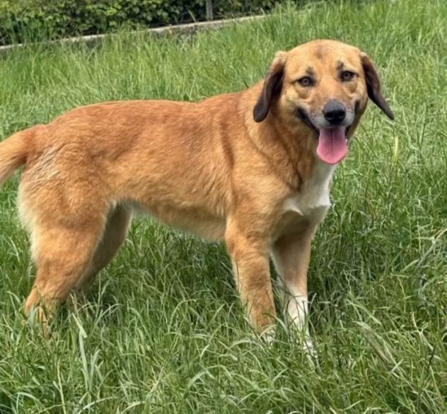 I CUCCIOLI DIMENTICATI ZACK e ZELDA tg medio contenuta, cane in adozione - Foto 10