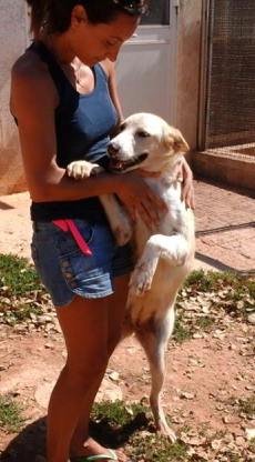 CASSANDRA, dolcissima cucciolotta mix labrador - Foto 5