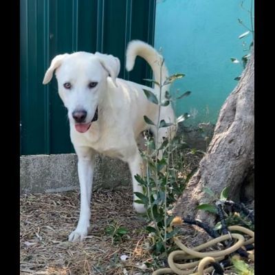 CAGNOLINO CERCA CASA: HOTSPOT GIOIOSO E SOCIEVOLE - Foto 7