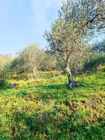 Terreno edif. residenziale in vendita a Buti 5300 mq Rif: 1411798 - Foto 7