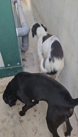 Guendalina: 2 anni taglia contenuta, socievole - Foto 9