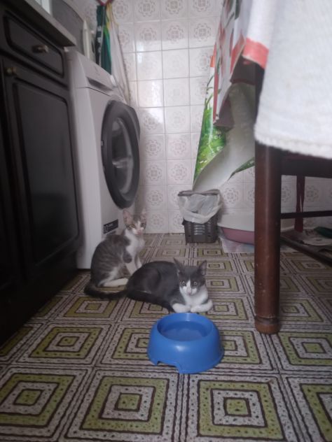 Gatti - Foto 3