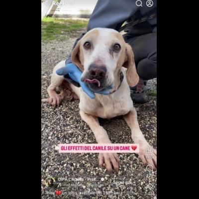 THEO IMPAURITO DAL CANILE CANE IN ADOZIONE - Foto 6