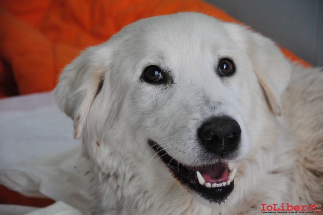 BIANCA, adozione del cuore - Foto 3