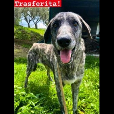 Bellissima Tea cagnolina in adozione - Foto 3