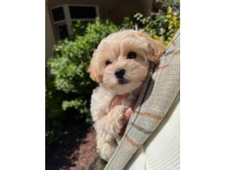 MALTIPOO NANO - MALTIPO CUCCIOLI - pag agevolato