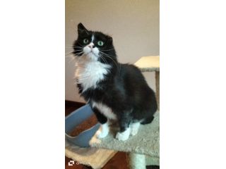 Regalo gattino affettuoso