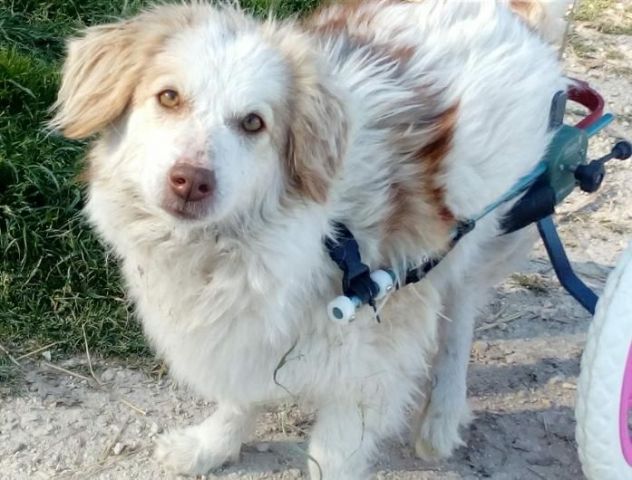 5anni kg 9 PARALIZZATA (autonoma nei bisogni) aspetta da tanto MARCHE - Foto 2