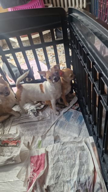 Chihuahua pelo corto crema - Foto 6